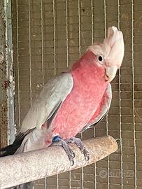 Cacatua