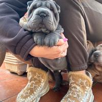 Sharpei (disponibili)