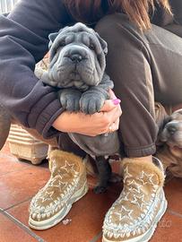 Shar Pei (disponibili)
