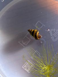 Lumaca killer