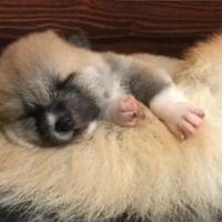 Prenotazioni cuccioli di akita lombardia