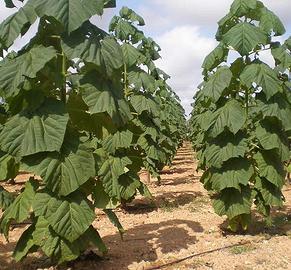 Piante in vaso - Paulonia