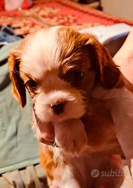 Cuccioli di cavalier king