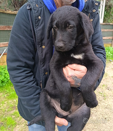 Cuccioli Labrador retriever mix B.Collie