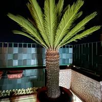 Pianta Cycas