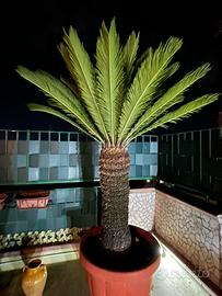 Pianta Cycas