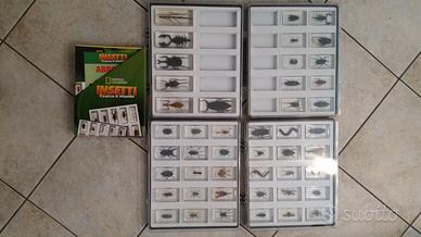 enciclopedia "insetti da tutto il mondo"