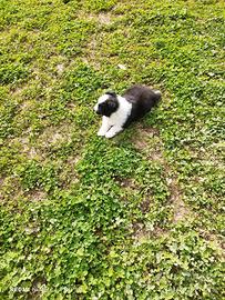 Disponibile cucciola border collie