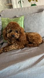 Disponibile barboncino toy red per monta