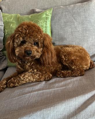 Disponibile barboncino toy red per monta