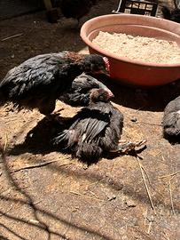 Marans nero ramato