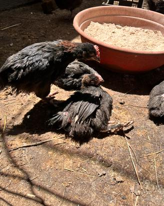 Marans nero ramato