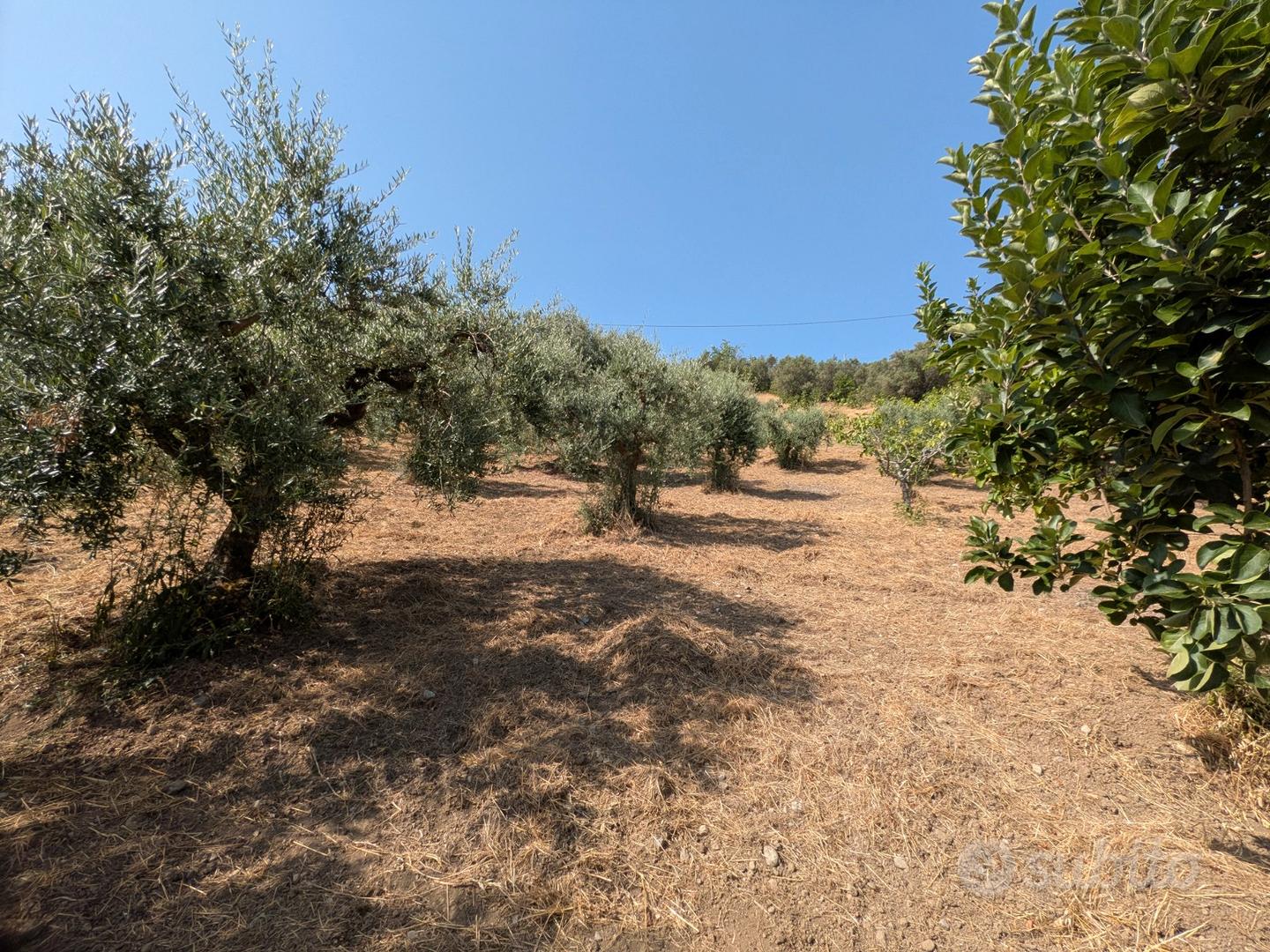 Terreno Agricolo con Uliveto+Casetta uso Magazzino - Vista 5