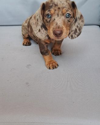 Cuccioli bassotto nano
