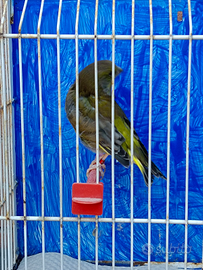 Verdone scozzese ancestrale maschio