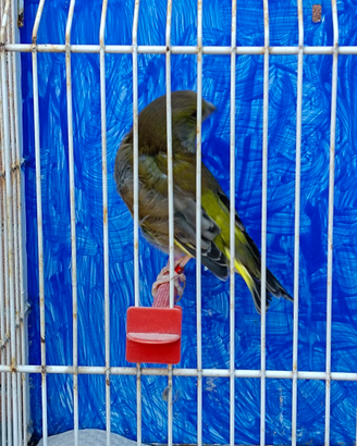 Verdone scozzese ancestrale maschio