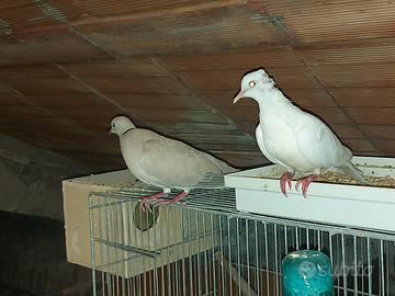 Tortore dal collare domestiche