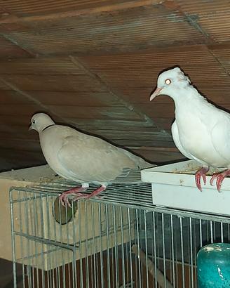 Tortore dal collare domestiche