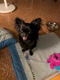 Stallone Chihuahua a pelo lungo