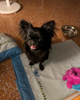 Stallone Chihuahua a pelo lungo