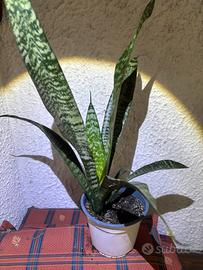 Sansevieria o lingua di suocera
