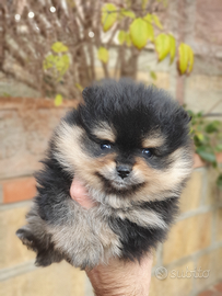 Pomerania