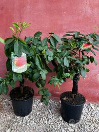 Piante di agrumi limone rosso