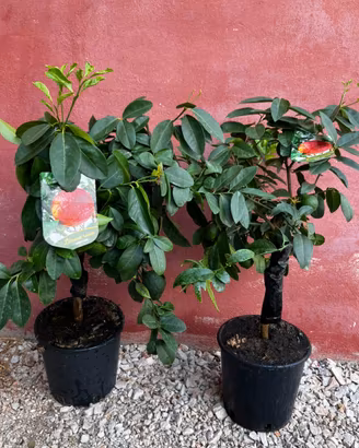 Piante di agrumi limone rosso