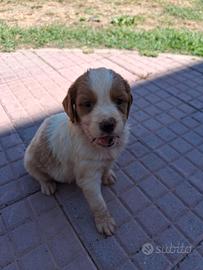 Cuccioli da caccia breton