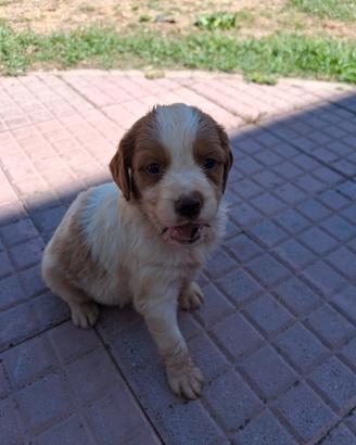 Cuccioli da caccia breton