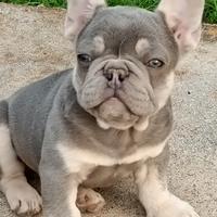 Bulldog francese lilac tan