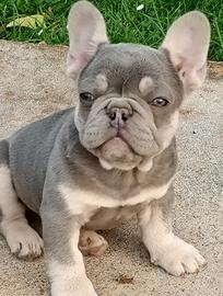 Bulldog francese lilac tan