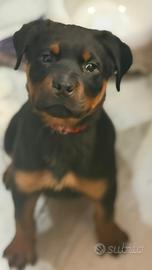 Cuccioli di rottweiler
