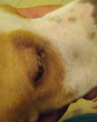 Pointer
