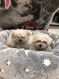 Maltesi pronti da coccolare