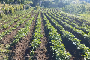 Fondo terrazzato con Frutteto e Deposito (
