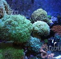 Euphyllia divisa, corallo lps