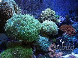 Euphyllia divisa, corallo lps