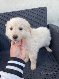 Cuccioli pastore tedesco e maremmano