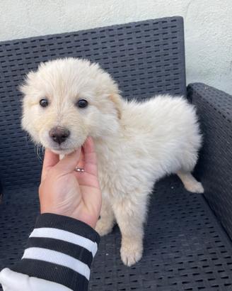 Cuccioli pastore tedesco e maremmano