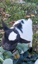 Capretto maschio tibetano