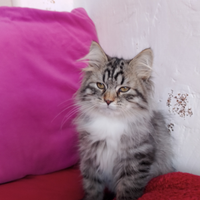 Cuccioli gatto siberiano