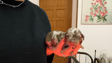 Bassotto tedesco nano pelo raso arlecchino