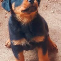 Cuccioli rottweiler