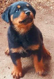 Cuccioli rottweiler