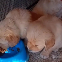 Golden retriever con pedigree