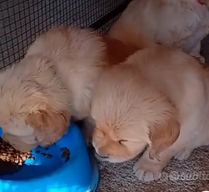 Golden retriever con pedigree