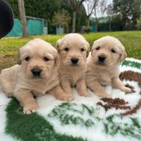 Cuccioli di golden retriever con pedigree enci