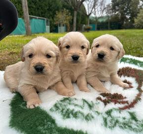 Cuccioli di golden retriever con pedigree enci