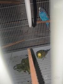 Pappagalli cocorita
